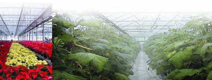 fogco